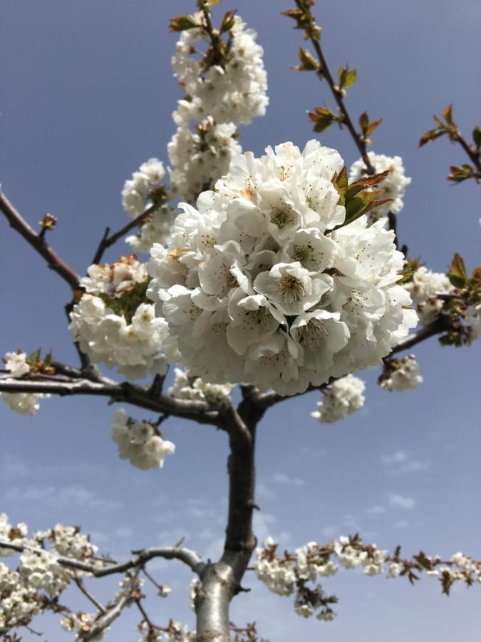 Finca La Foia El Pou Confrides 外观 照片