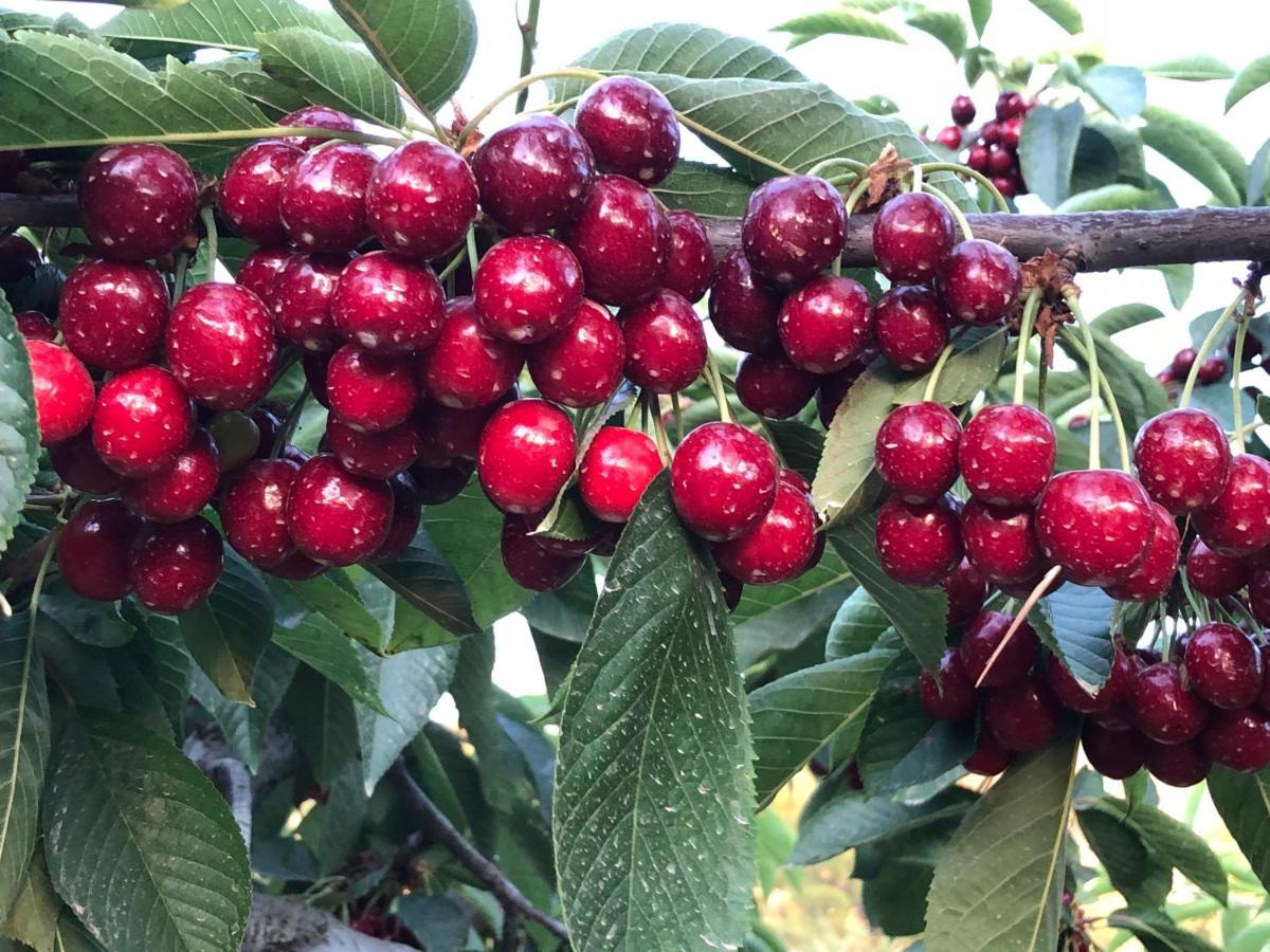 Finca La Foia El Pou Confrides 外观 照片